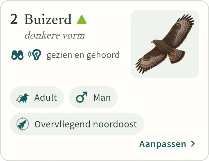 Wat KLAPekster maakt van: Twee adulte mannetjes buizerd donkere vorm overvliegend noordoost gezien en gehoord.