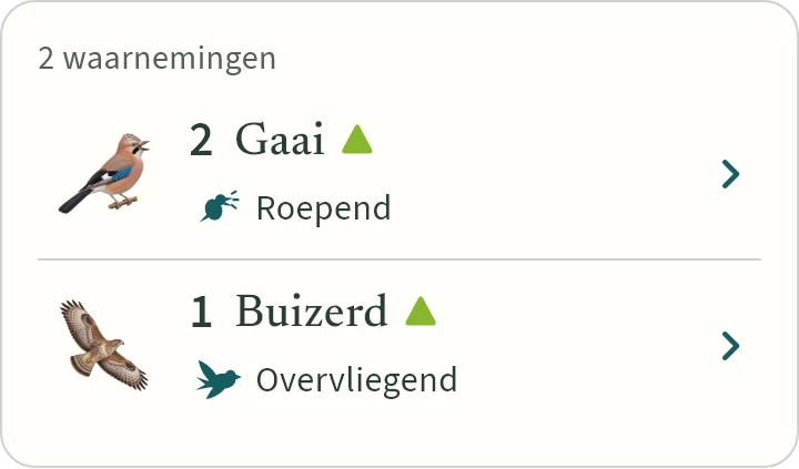 Wat KLAPekster maakt van: Twee hannewuiten roepend en een blotser overvliegend.