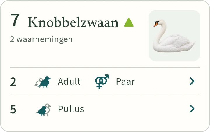 Wat KLAPekster maakt van: Koppel knobbelzwanen met vijf jongen.