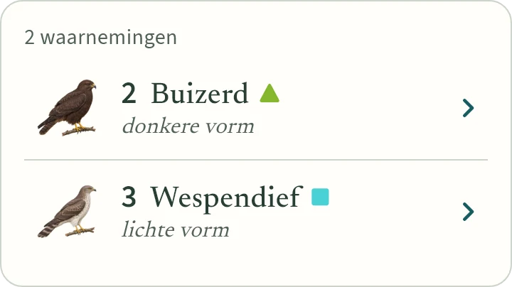 Wat KLAPekster maakt van: Twee buizerds donkere vorm en drie wespendieven lichte vorm.