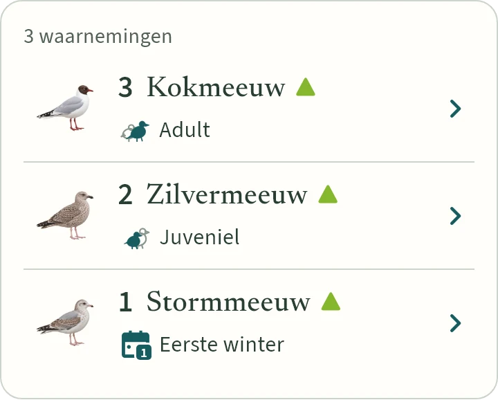 Wat KLAPekster maakt van: Drie kokmeeuwen adult, twee zilvermeeuwen juveniel en een stormmeeuw eerste winter.