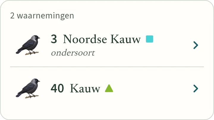 Wat KLAPekster maakt van: Drie noordse kauwen tussen veertig kauwen.