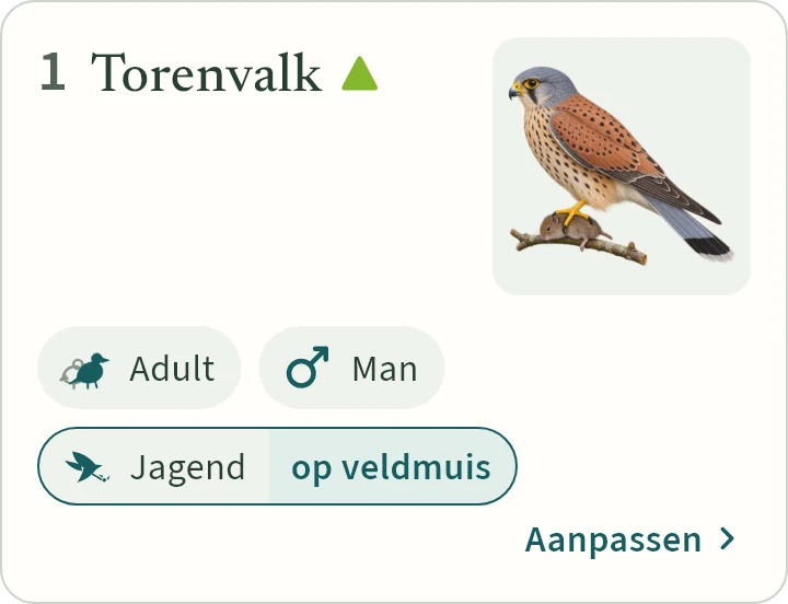 Wat KLAPekster maakt van: Torenvalk adult man jagend op veldmuis.