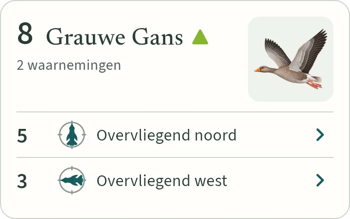 Wat KLAPekster maakt van: Acht grauwe ganzen overvliegend, waarvan vijf noord en drie west.