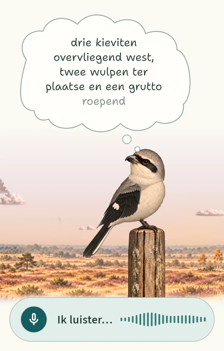 De klapekster op zijn paal in de heide luistert. In zijn wolk staat: Drie kieviten overvliegend west, twee wulpen ter plaatse en een grutto roepend.